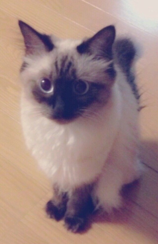 渡辺梨加の愛猫！ぺーちゃん