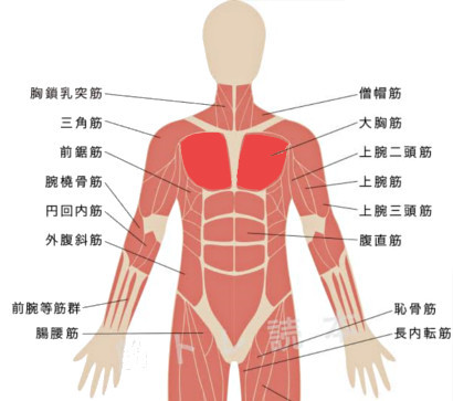 中村静香の父親：「最も鍛えたのは大胸筋」