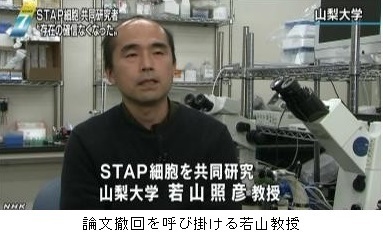 2016年3月、共同研究者の若山照彦がSTAP細胞の存在を否定