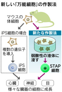 2014年1月、小保方晴子がSTAP研究を発表