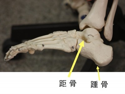 距骨骨折とは？